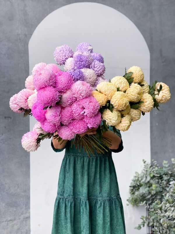Disbud Chrysanthemums delivery Brisbane and Melbourne.