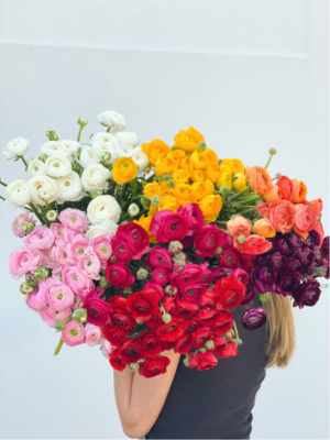 Ranunculus ♡