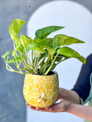 Poco Pot Plants for delivery Brisbane & Melbourne.