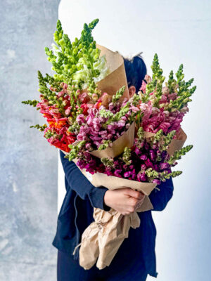 Snapdragons