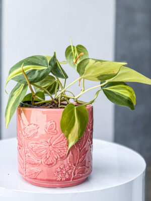 Butterfly Dream Poco Pot