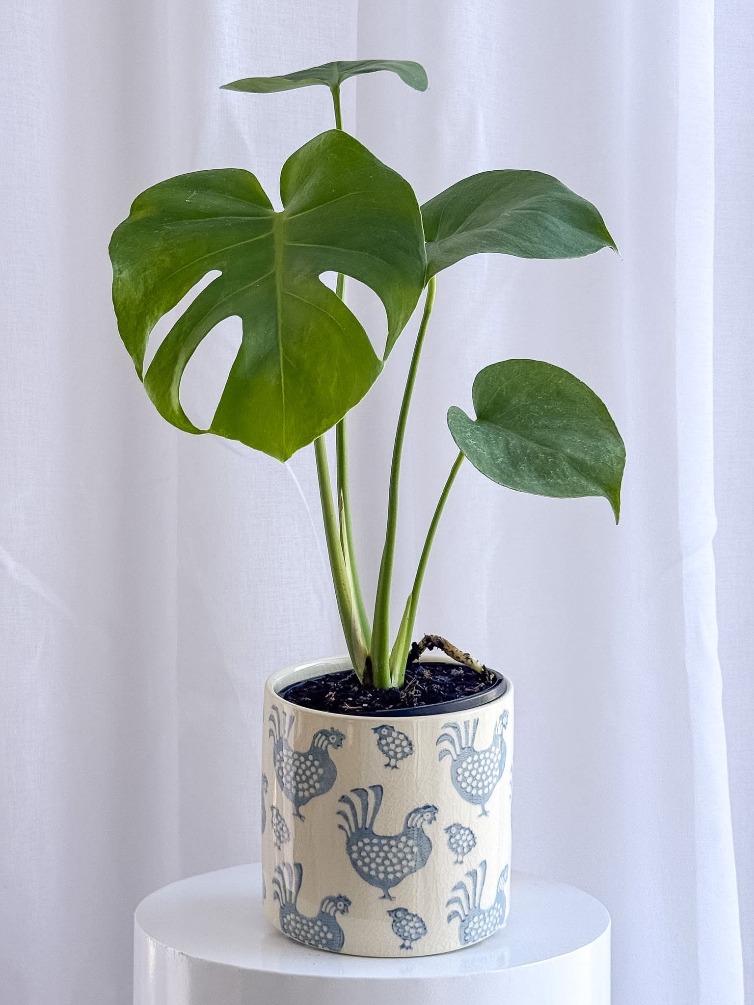 Poco Pot - Image 5