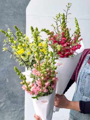 Snapdragons