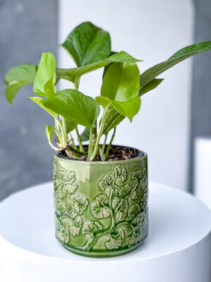 Jade Garden Poco Pot