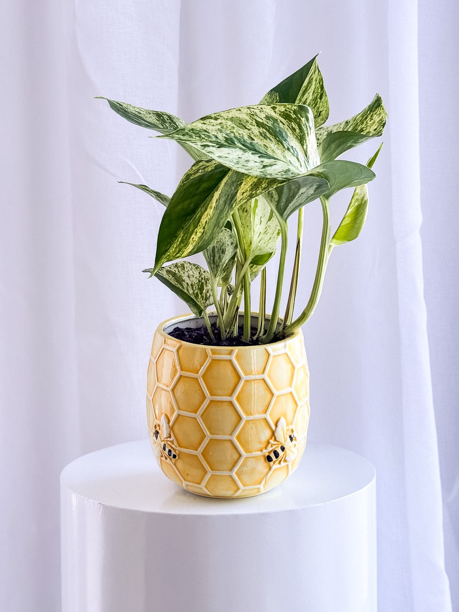 Poco Pot - Image 5