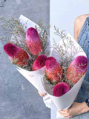 Cupcake Banksias