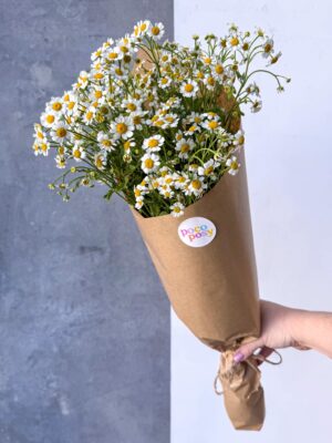 Maleny Chamomile