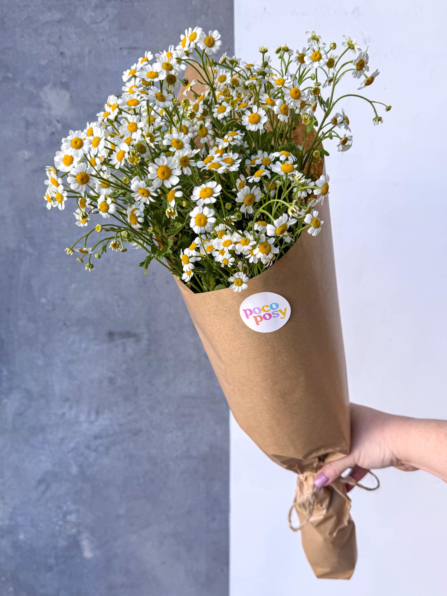 Maleny Chamomile