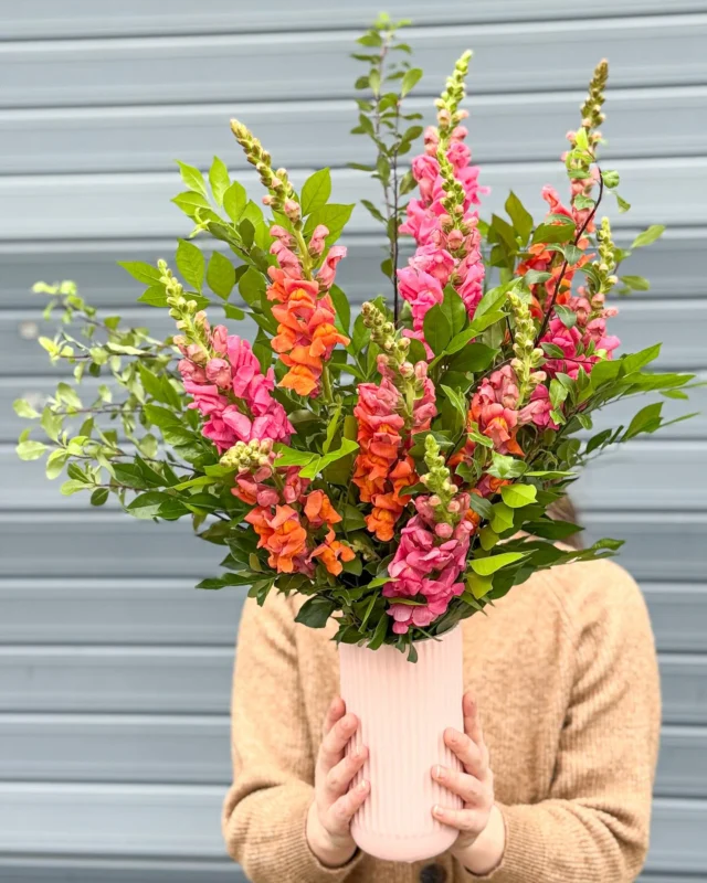 SNAPDRAGON SUNSET 🥹🥹🥹 Pretty Snapdragons with some gorgeous foliage and a Pink vase, we’re in lurrrrrve!