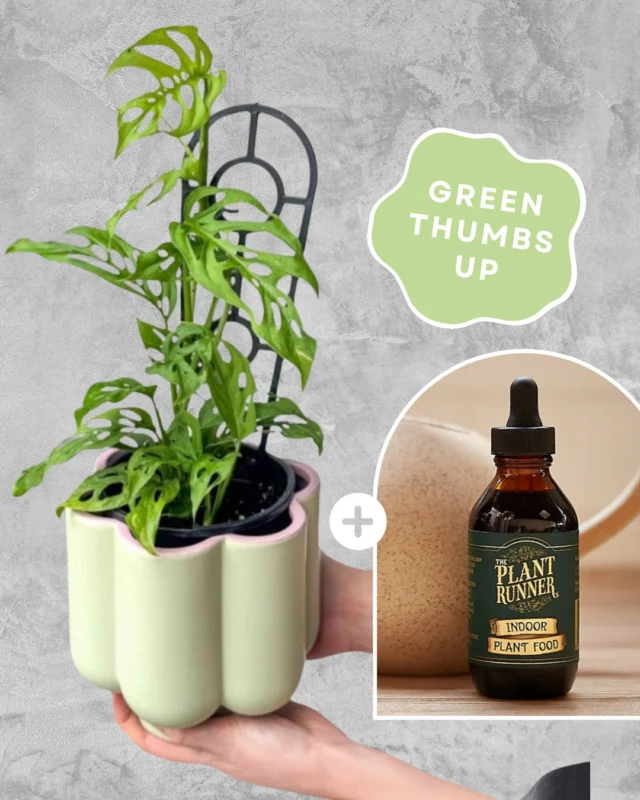 New new new! 💚 The secret to lush, happy plants is here.

Introducing a match made in leafy heaven...your Poco Plant Pot combo with Plant Runner’s Indoor Plant Food 🪴 Just add water (and a little love) and watch your plant babies thrive. 🍃

Available on the website now.

#Melbourneflorist #Brisbaneflorist #SameDayDelivery #ExpressFlowerDelivery#LastMinuteGifts #giftdelivery #giftides #plantdelivery #brisbaneplants #melbourneplants #QuickFlowerDelivery