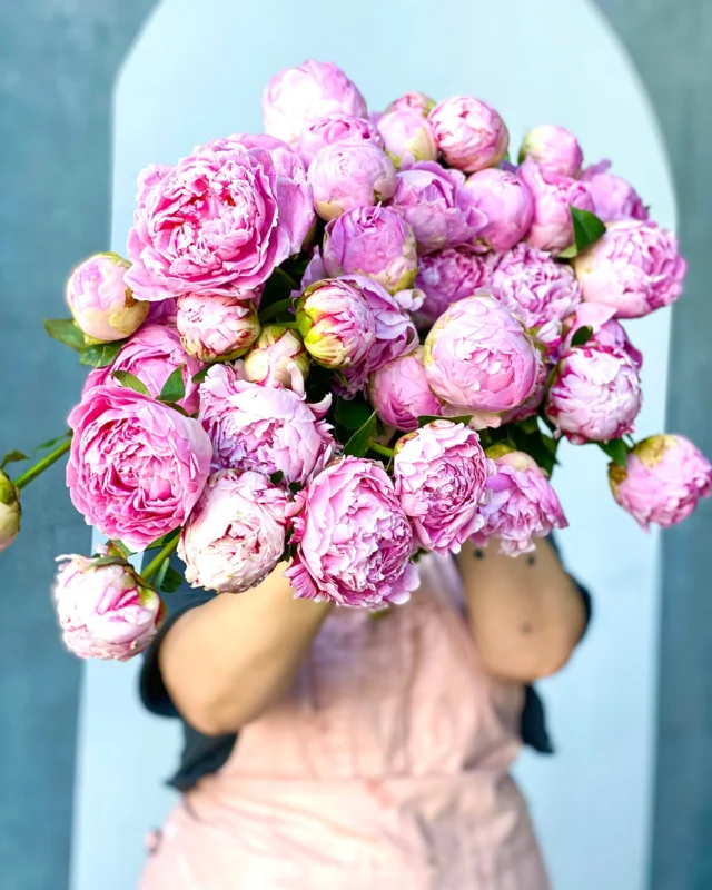 🌸 LIMITED TIME ONLY 🌸
Guess who’s back? PEONIES! 😍

Available today for delivery in Melbourne
Now taking preorders for Brisbane deliveries tomorrow!

Be quick — these seasonal beauties won’t last! 🩷🩷
#brisbane #melbourne #florist #peonies #freshflowers #limitededition