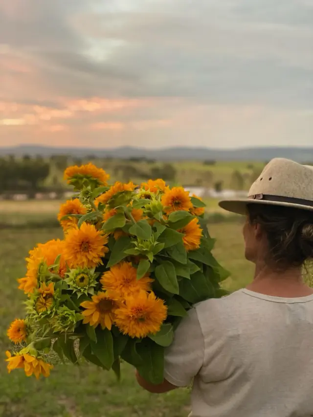 UPDATE - we have sold out!!! Thank you love you all xoxoxox 

$15 SUNFLOWER BUNCHES - straight from the farm to youuuuuuu 

HELLLOOOO BRISBANE POCO POSY FAMILY 🌻🤗🌼
we’ve got some gorg Sunny Bunches for pickup in our studio! Come grab a deal and support our small business and local growers 🌻💕

Friday 7-3pm
Saturday 8-1pm

📍2/26 Navigator Pl, Hendra xx