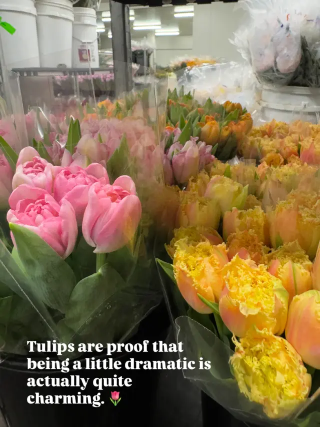 Tulip drama, we are here for it 🫶🏼🩷🌷